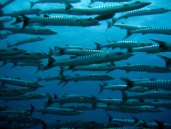 Schooling Great Barracuda in Palau...
IXUS 750 by Alex Tattersall 